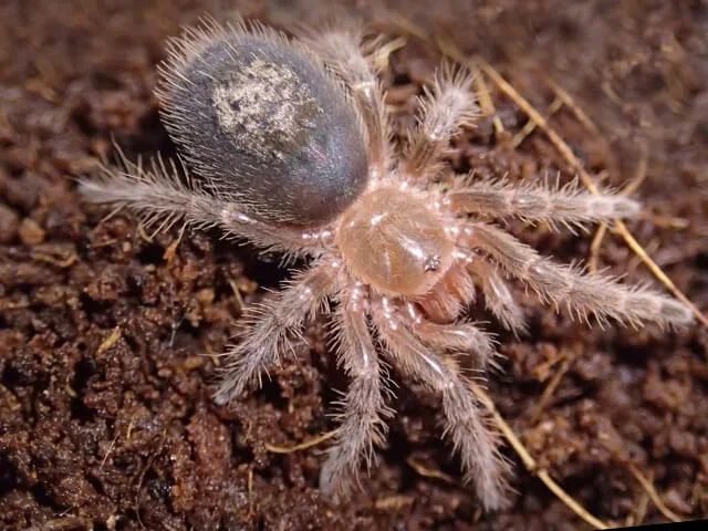 Captive Bred Tarantulas