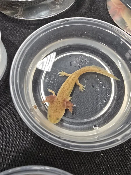 Axolotls