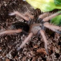 Captive Bred Tarantulas