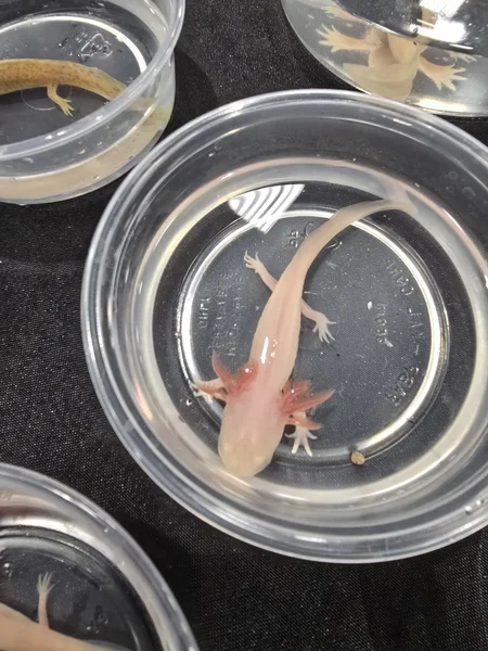 Axolotls