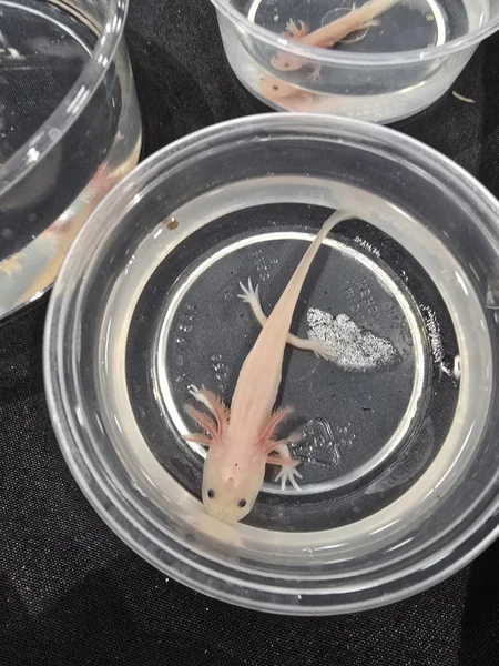 Axolotls