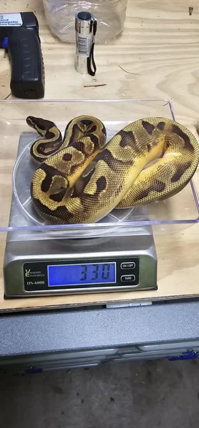 2025 pastel enchi pied 