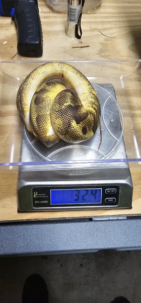 2025 Pastel Super Enchi Pied 