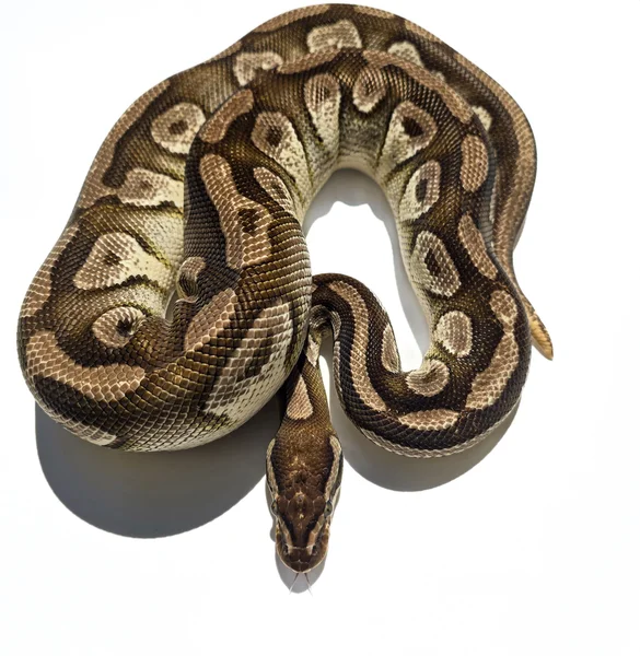 Mocha