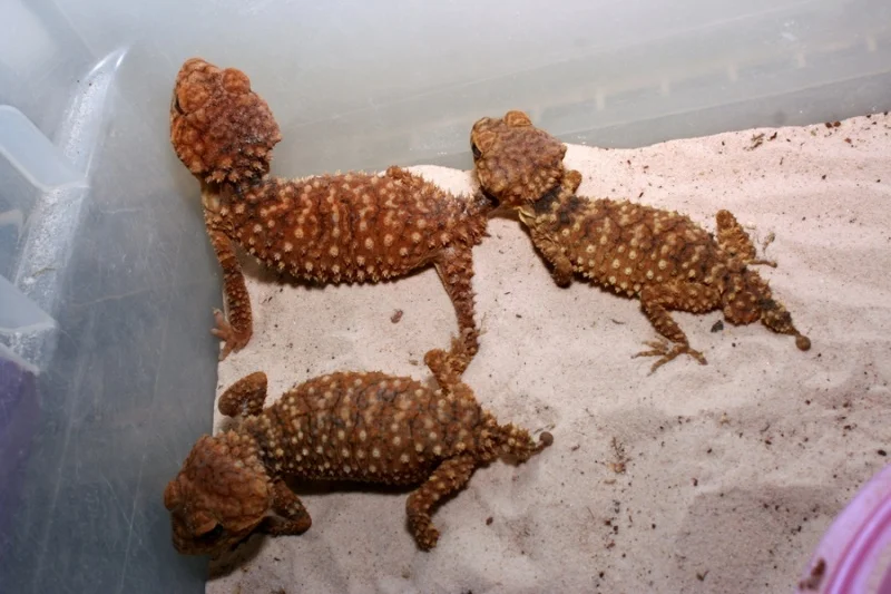 Nephrurus amyae and asper available