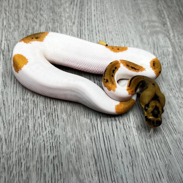 YB Leopard Clown Pied