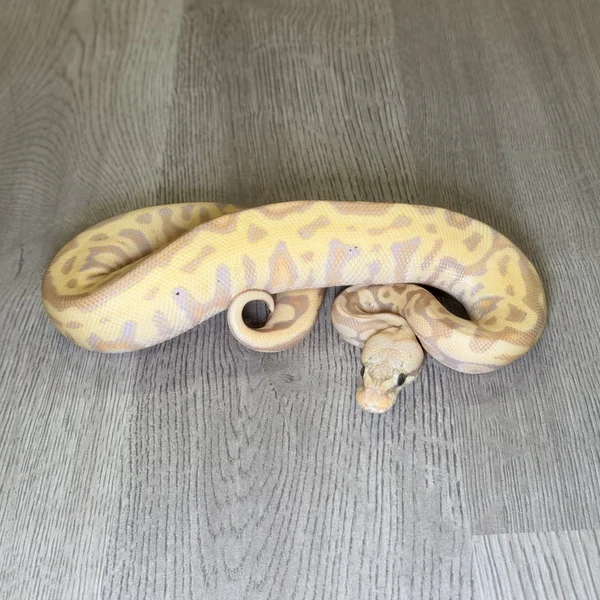 Banana Leopard GHI Pastel het Clown