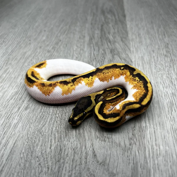OD YB Enchi Piebald