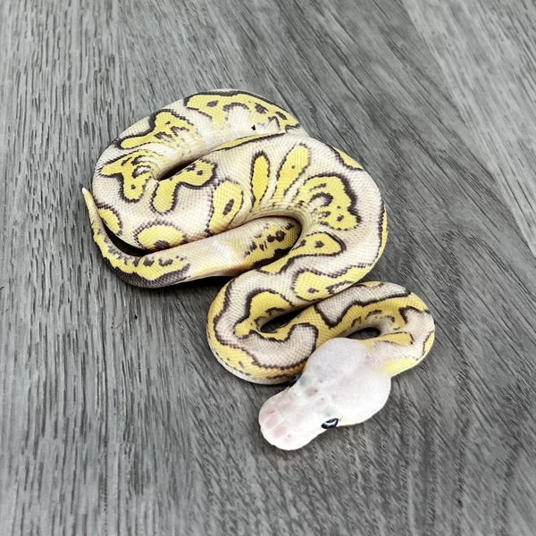 Pastel GHI Fire Clown
