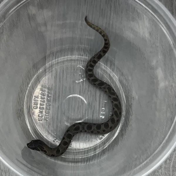 Conda Sable het Albino het Lav pos Arctic
