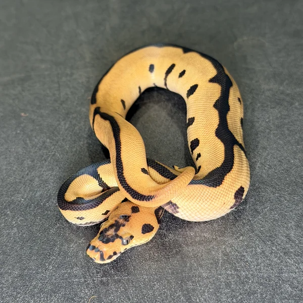 OD Leopard Clown dh Hypo Pied