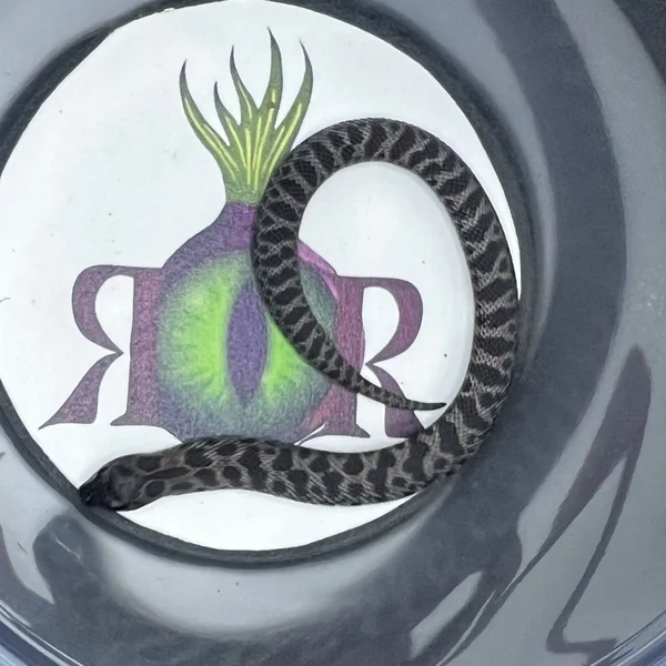 SuperArctic Sable het Albino