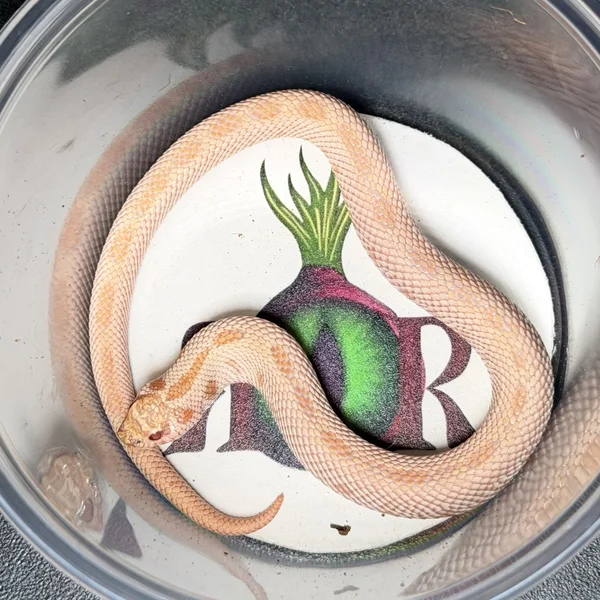 Super Arctic Conda Albino pos Lav