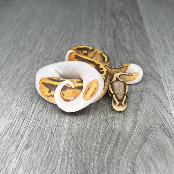 Pastel Ultramel Pied