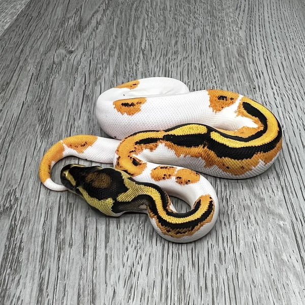 OD YB Pied het Clown