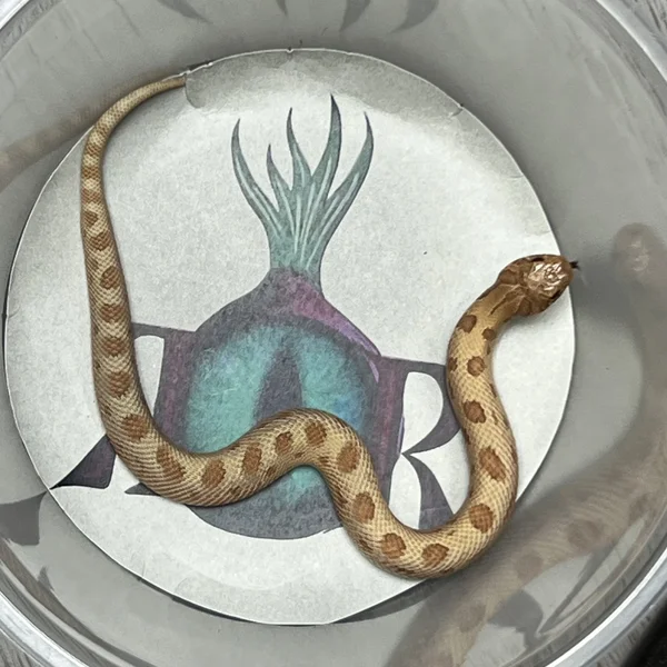 Anaconda Mai Tai (Arctic)