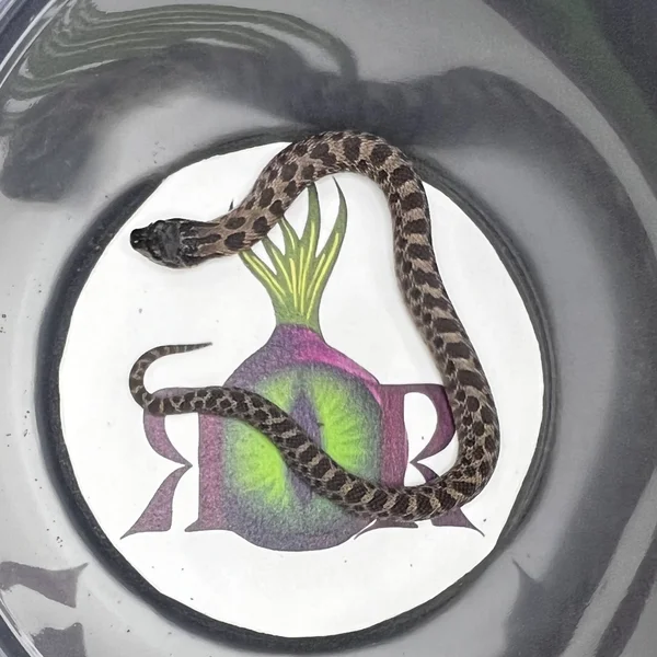 Arctic Sable het Albino