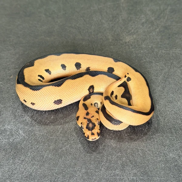 OD Leopard Clown dh Hypo Pied