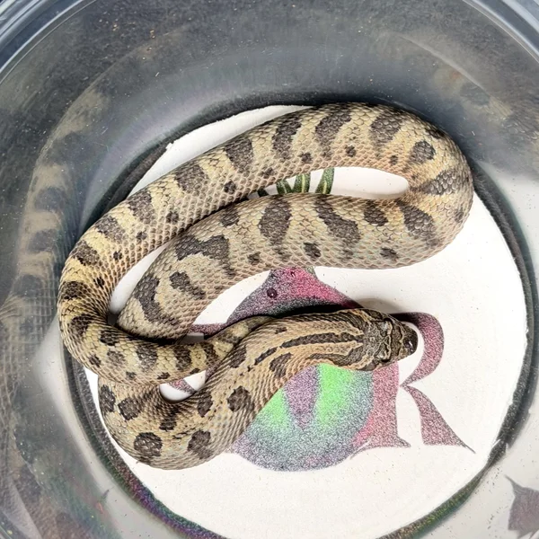 Arctic Conda Sable het Toffee Belly