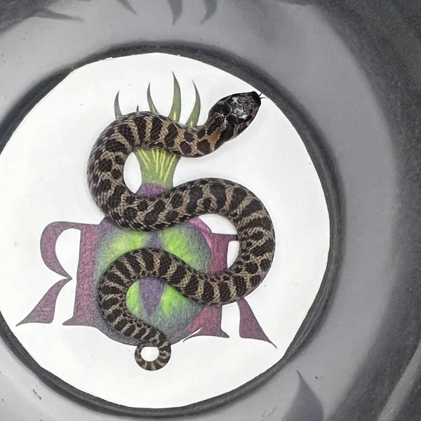 Arctic Sable het Albino