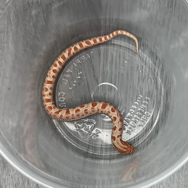 Arctic Anaconda Albino dh Sable/Lav