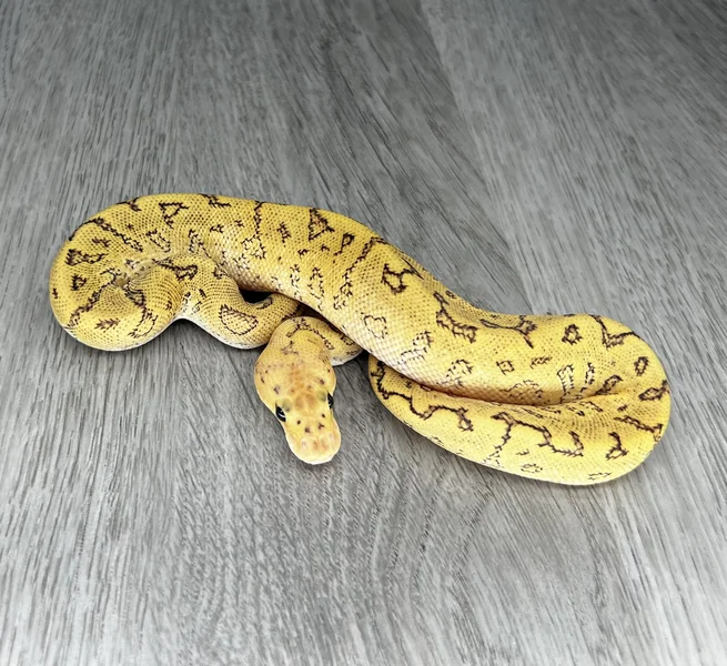 YB GHI Fire Pinstripe Clown