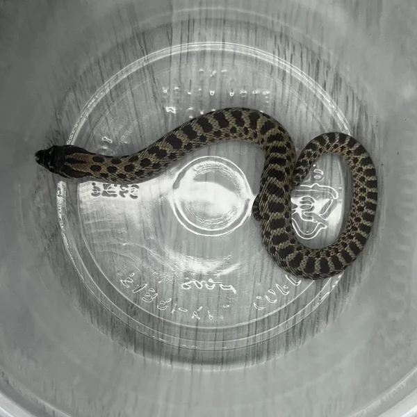 Sable dh Albino/Lavender