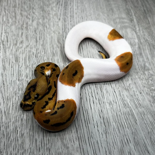 OD Leopard Clown Pied