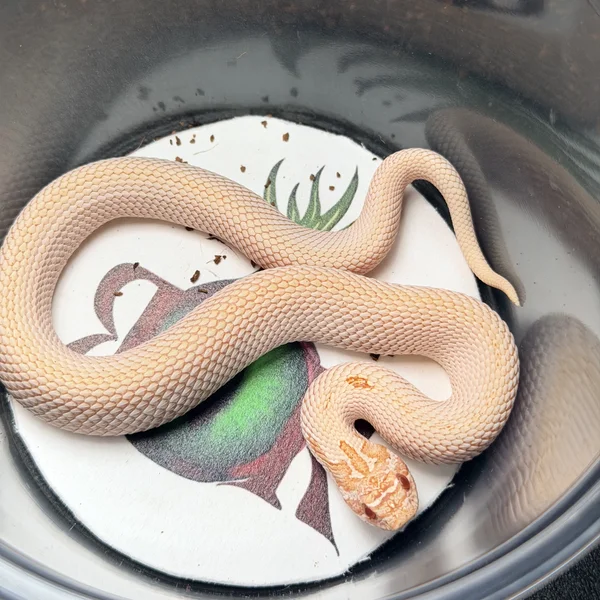 Arctic Super Conda Albino het Sable