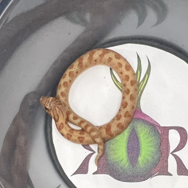 Conda Mai Tai