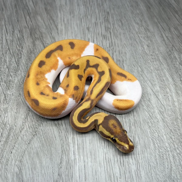 OD Ultramel Piebald
