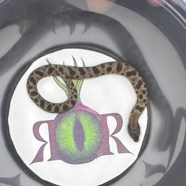 Anaconda Sable dh Albino/Lav