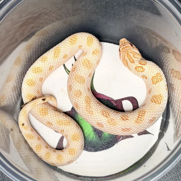 Arctic Albino het Sable