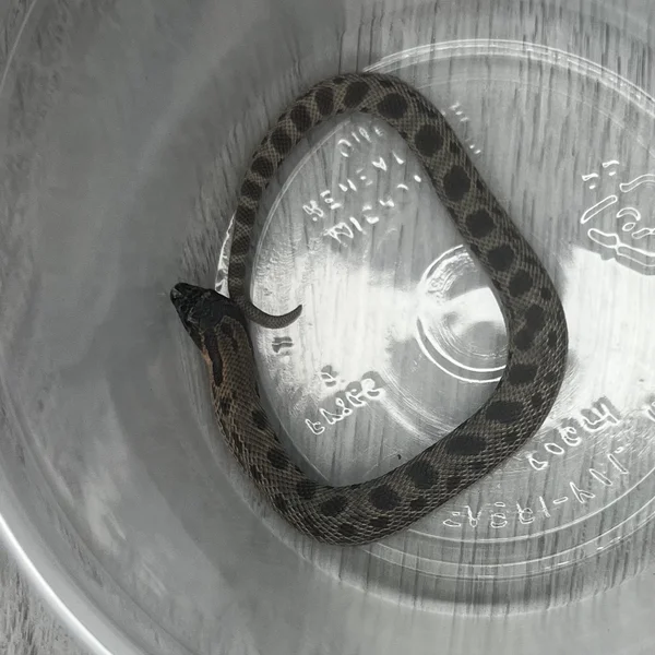 Arctic Conda Sable dh Albino/Lav