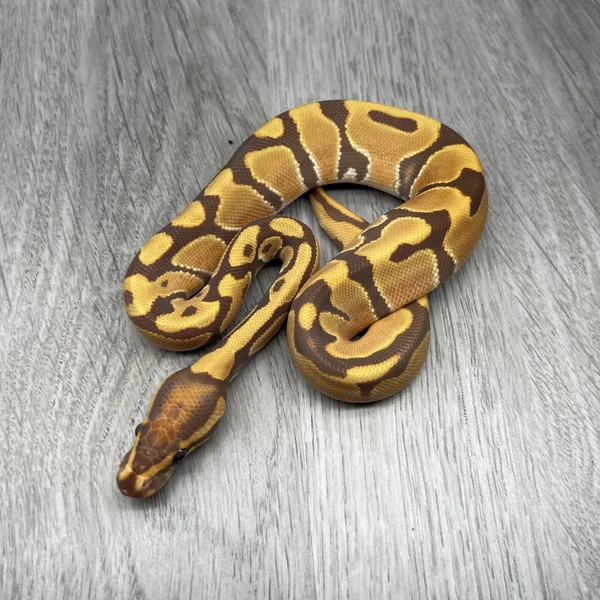 OD Ultramel het Piebald