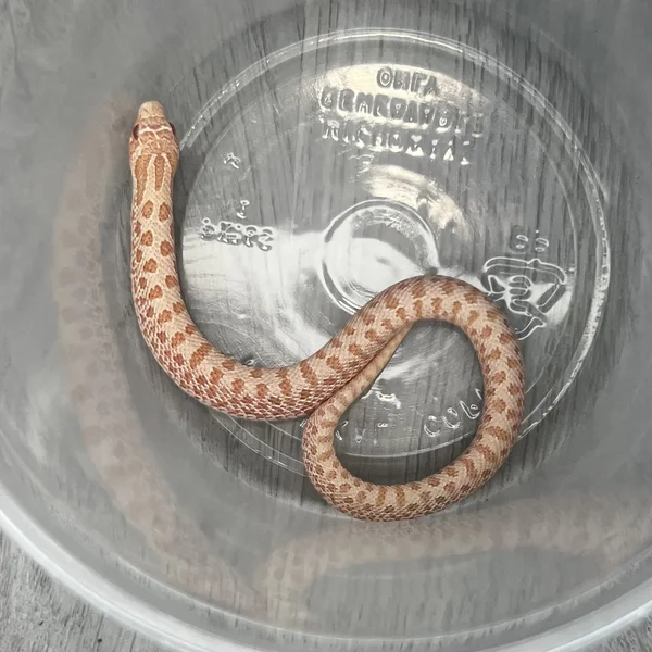 Arctic Albino dh Sable/Lav