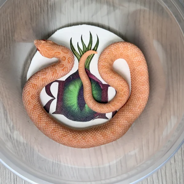 Sunburst het Lav