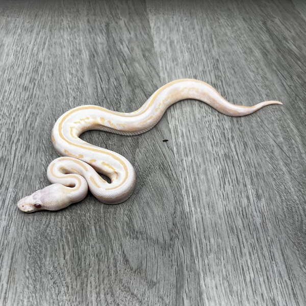 YB Cinnamon Leopard Mahogany Lav het Pied
