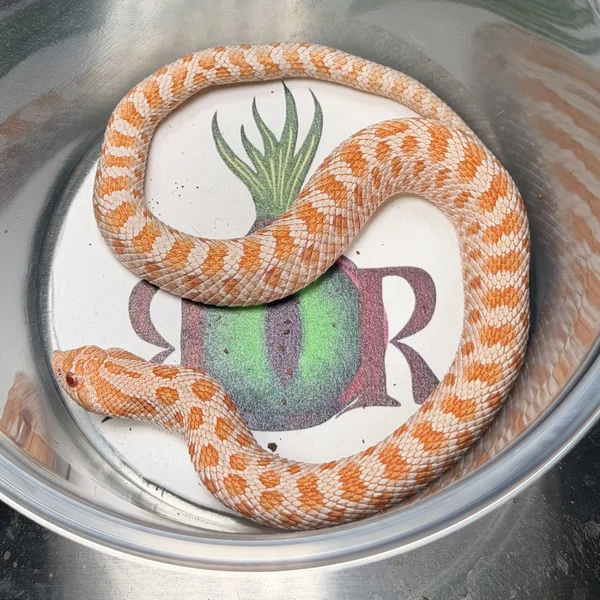 Arctic Albino dh Sable/Lav