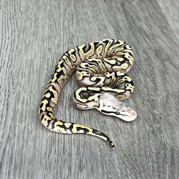 YB GHI Fire Pastel het Clown