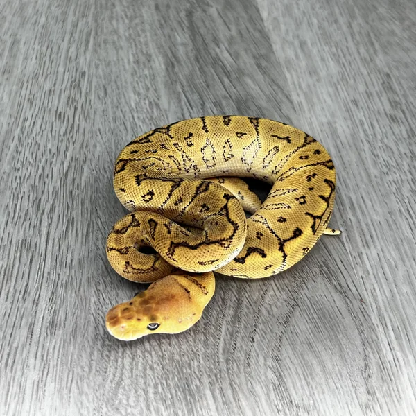 YB Redstripe Pinstripe Clown 