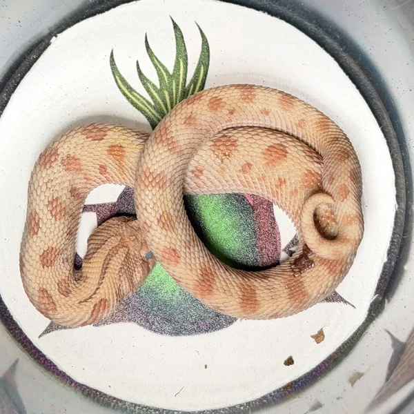 Anaconda Mai Tai