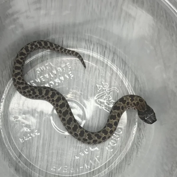 Arctic Sable dh Albino/Lav