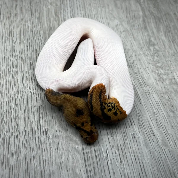 OD Leopard Clown Pied