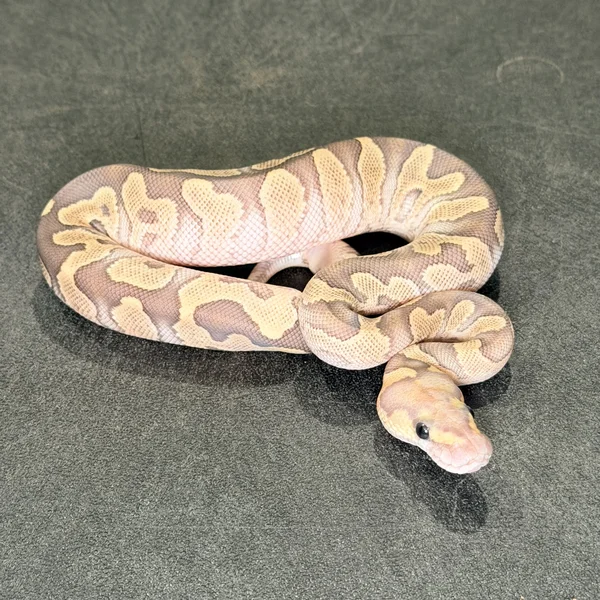 Mojave Fire GHI Clown