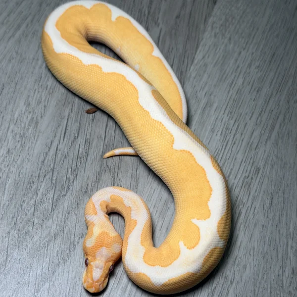 Leopard Grail het Pied