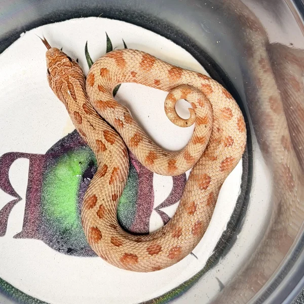 Anaconda Mai Tai