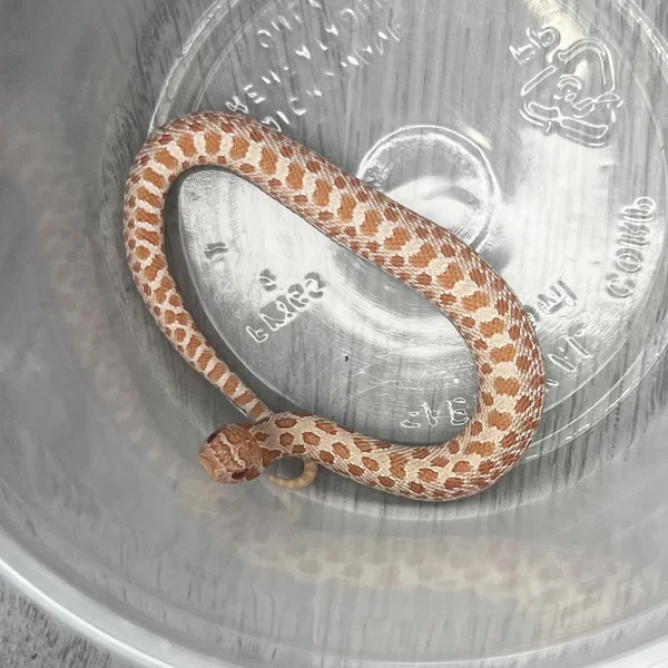 Arctic Albino dh Sable/Lav
