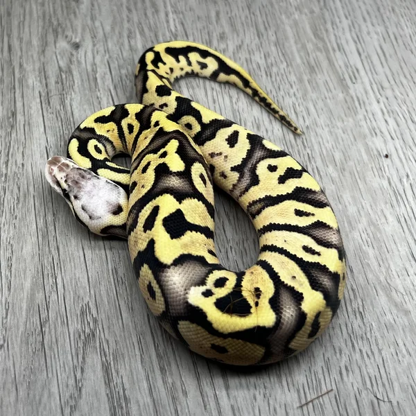Firefly het Clown