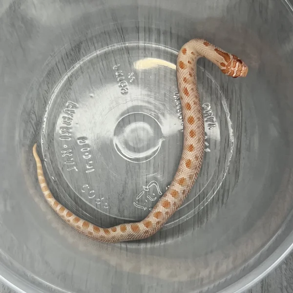 Conda Albino dh Sable/Lav